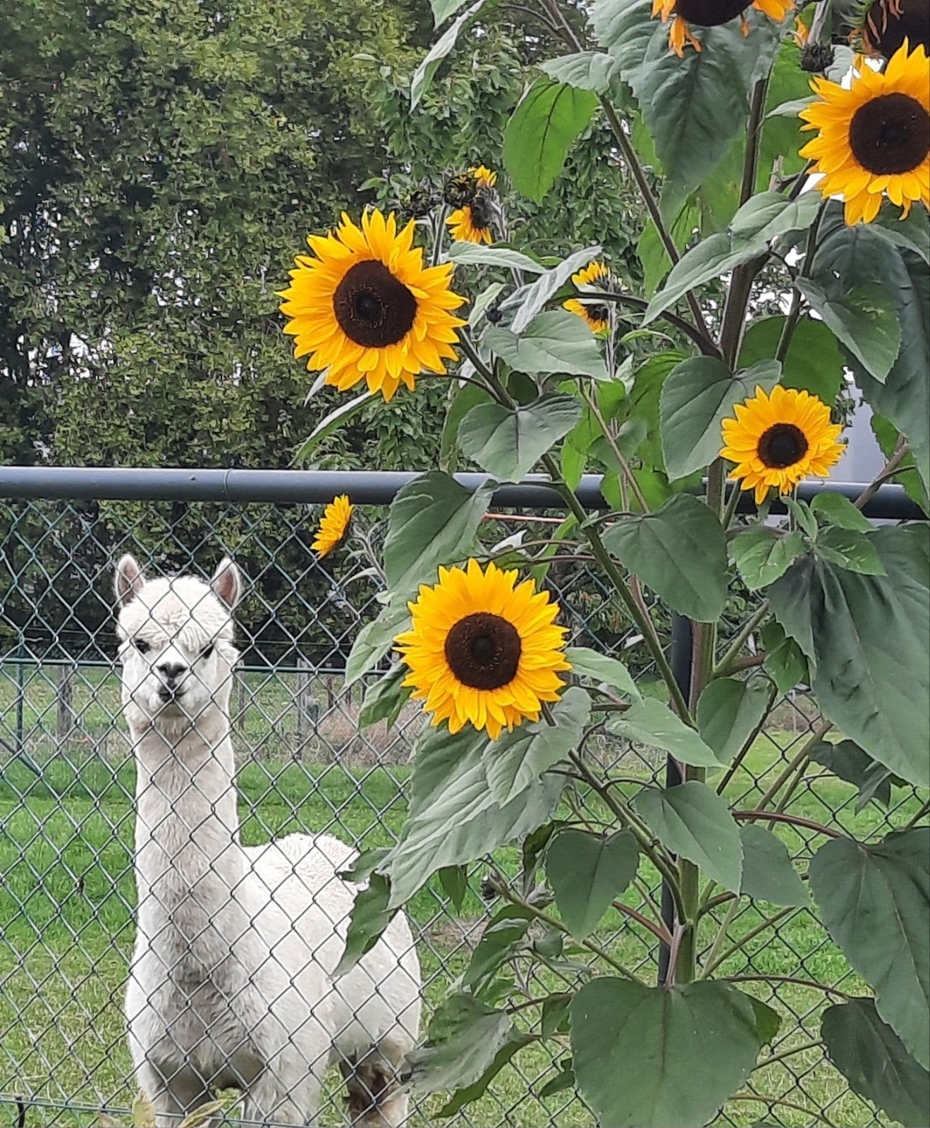 alpaca hengst  5 jaar, Augustus, Mannelijk