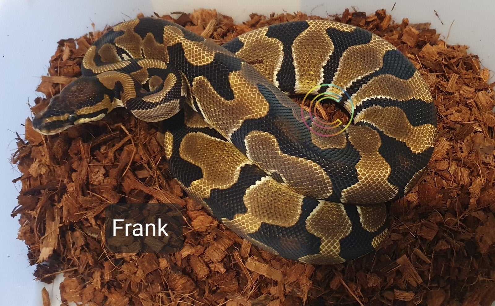 Ball python, python regius, Dieren en Toebehoren, Slang, 0 tot 2 jaar