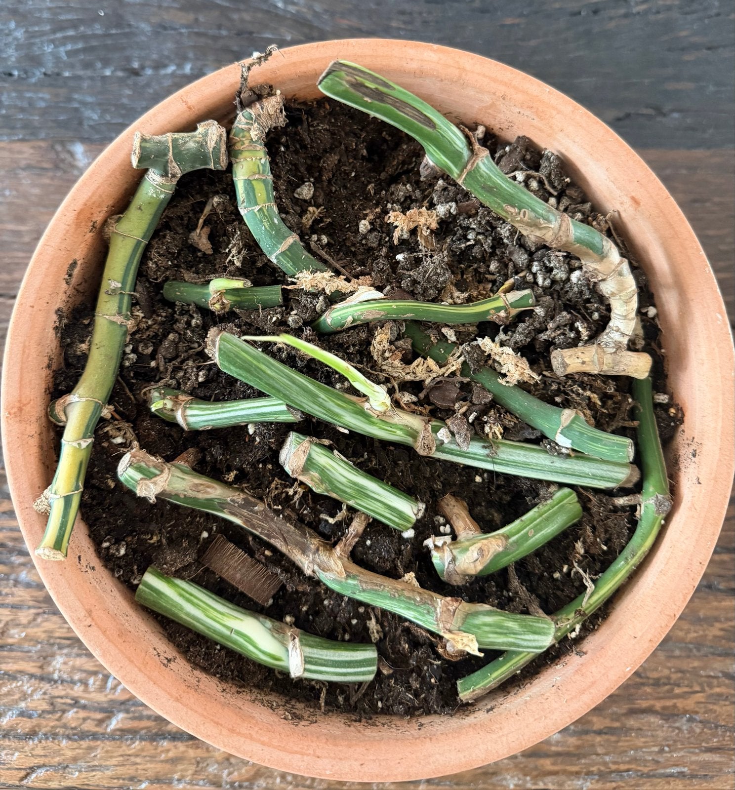 Monstera Deliciosa Variegata stekken (geworteld), Overige soorten, Vaste plant, Verzenden, Bloeit niet
