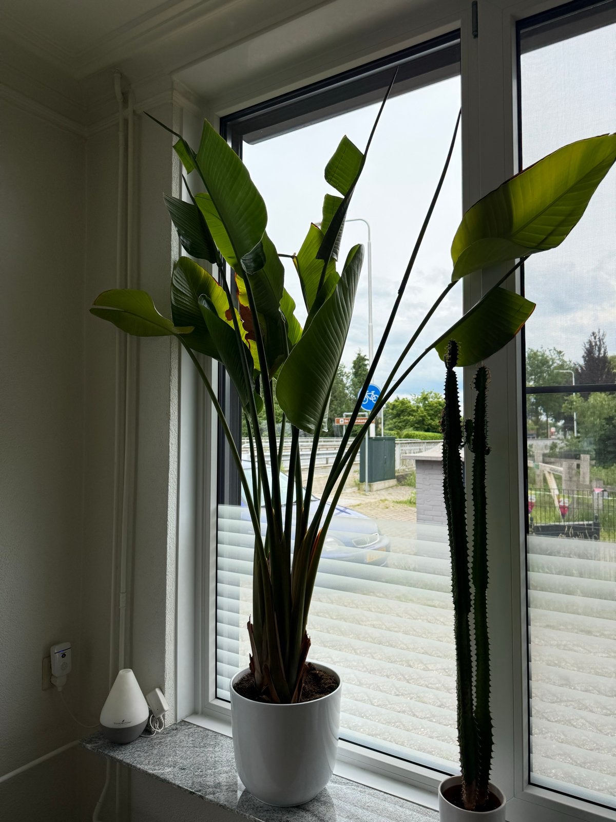 Strelitzia Nicolai (Paradijsvogelplant) 195cm met pot, Huis en Inrichting, Kamerplanten, Ophalen, Overige soorten, In pot, 150 tot 200 cm