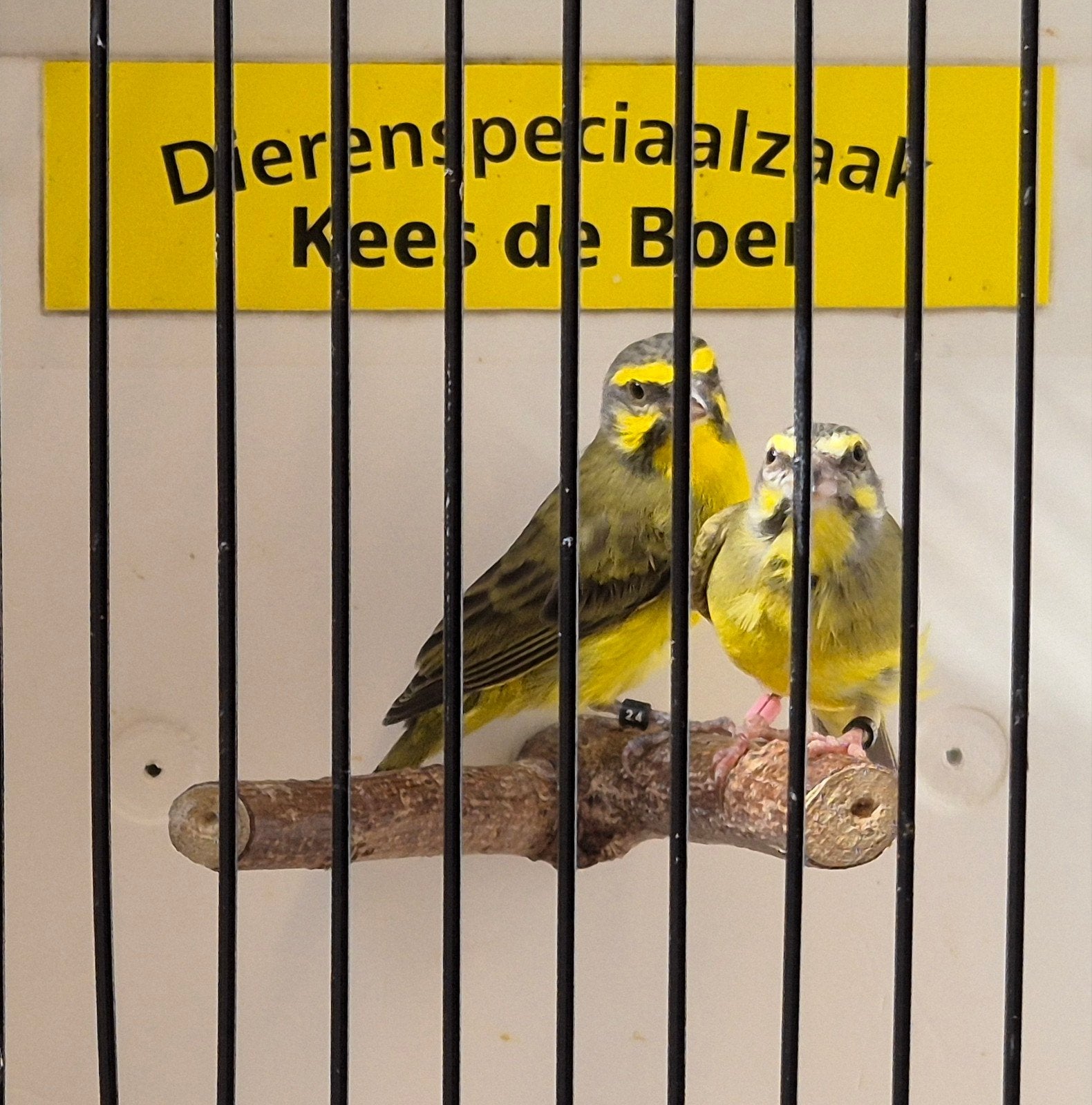 koppel mozambiquesijzen, Meerdere dieren, Geringd