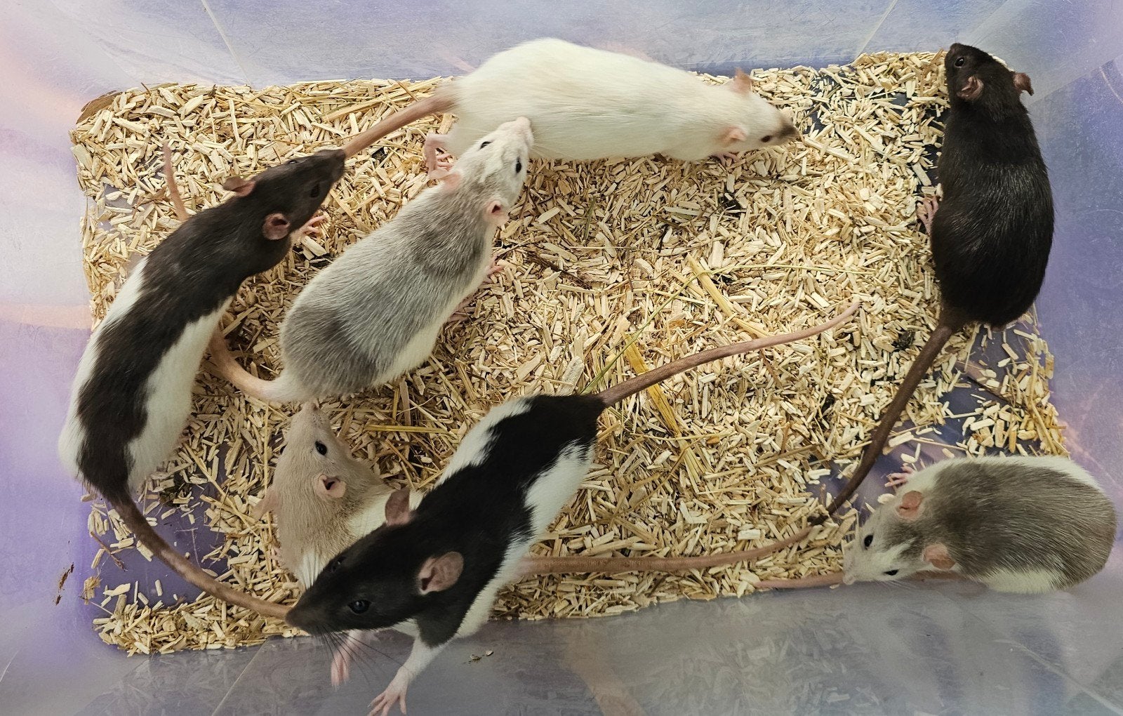 vrouwelijke ratjes van 17 april, Rat, April, Vrouwelijk, Tam