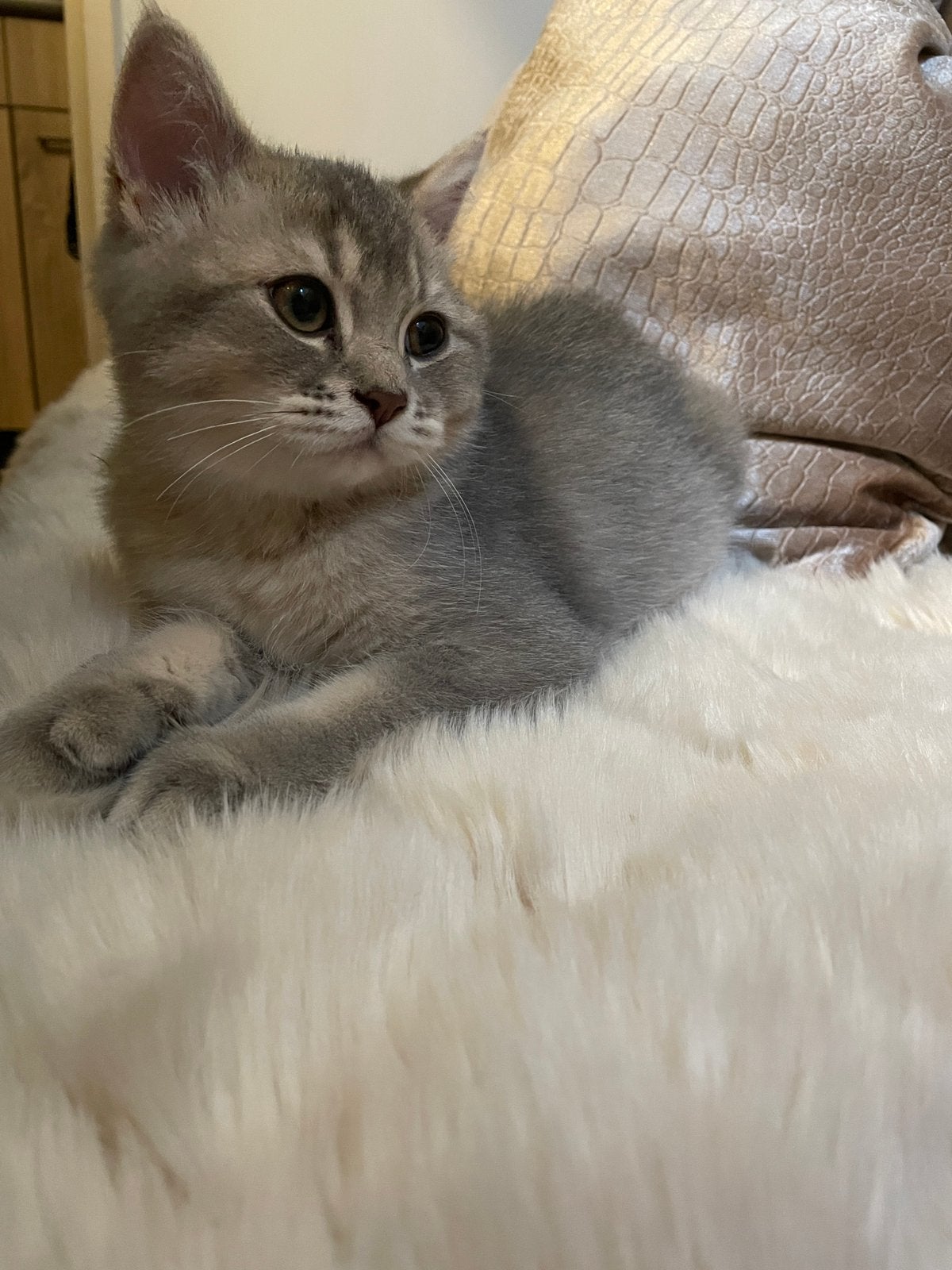 Britse korthaar kittens, Dieren en Toebehoren, Meerdere dieren, Met stamboom, 0 tot 2 jaar