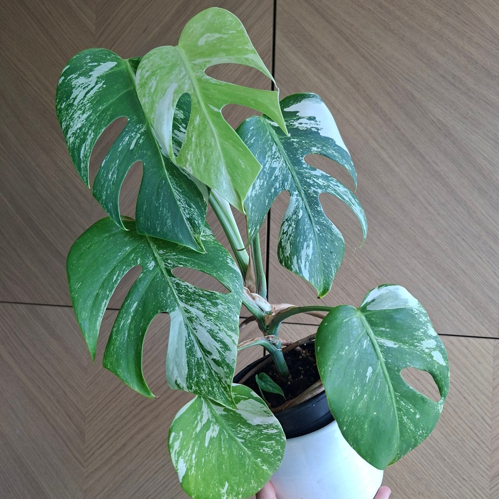 Monstera albo variegata plant, Huis en Inrichting, Kamerplanten, Ophalen of Verzenden, Halfschaduw, Minder dan 100 cm