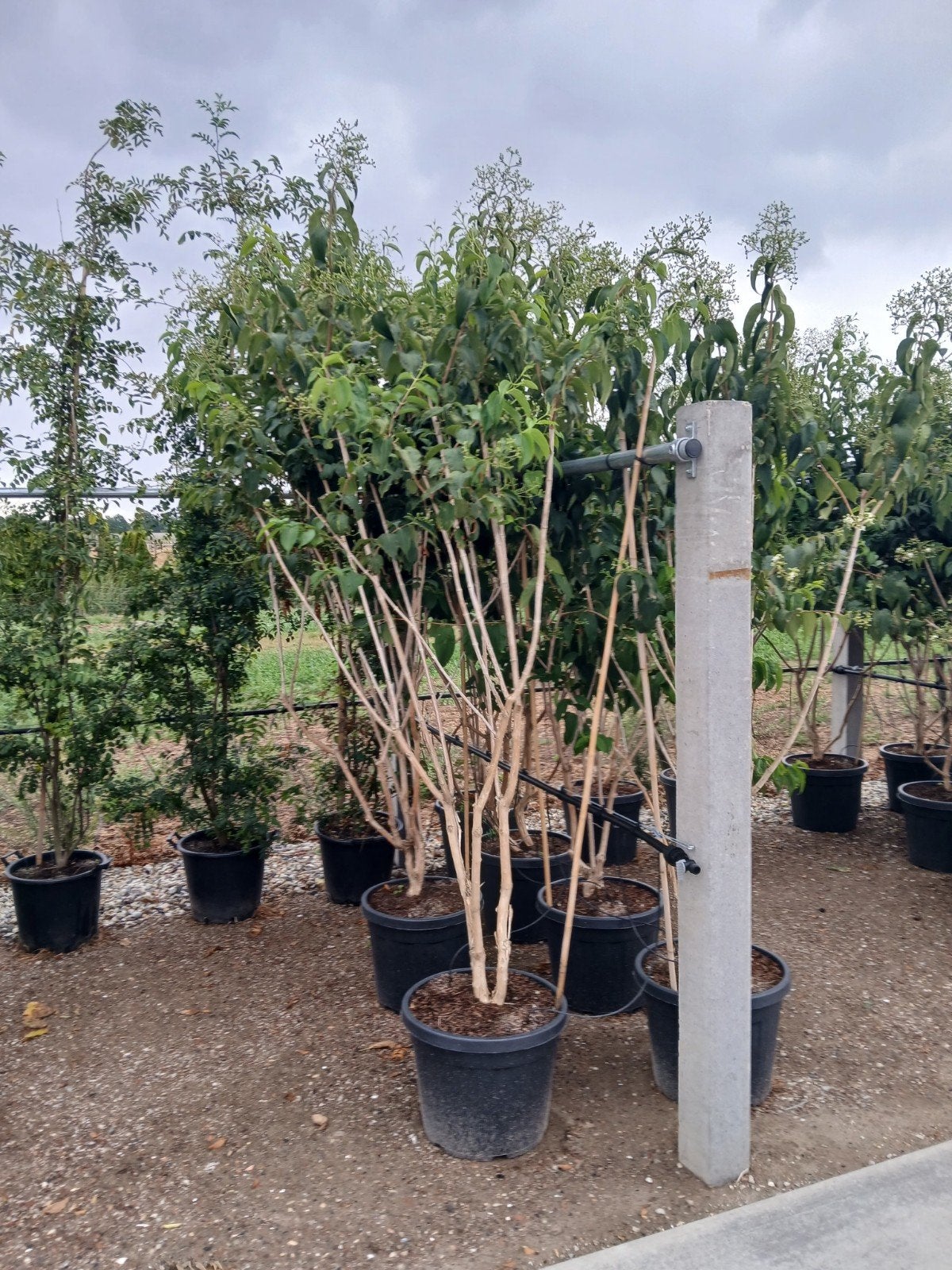 zevenzonenboom meerstammig bijenboom kopen, Herfst, 100 tot 250 cm, Volle zon, In pot