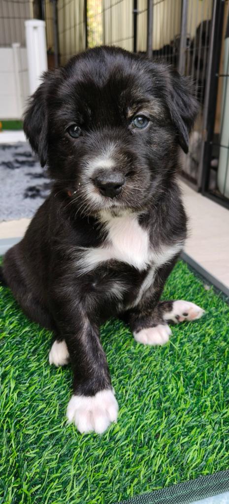 Pups Australian Shepherd x Golden retriever, Parvo, Overige rassen, 8 tot 15 weken, Teef