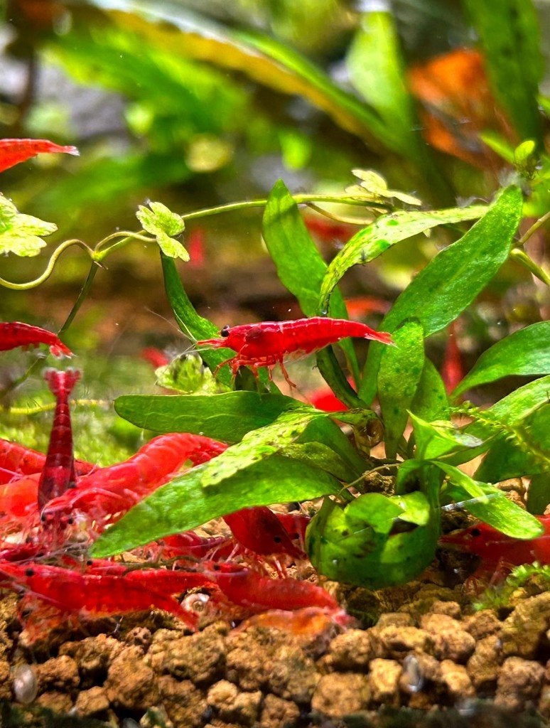 100x Bloody Mary High grade Neocaridina Davidi, Dieren en Toebehoren, Kreeft, Krab of Garnaal