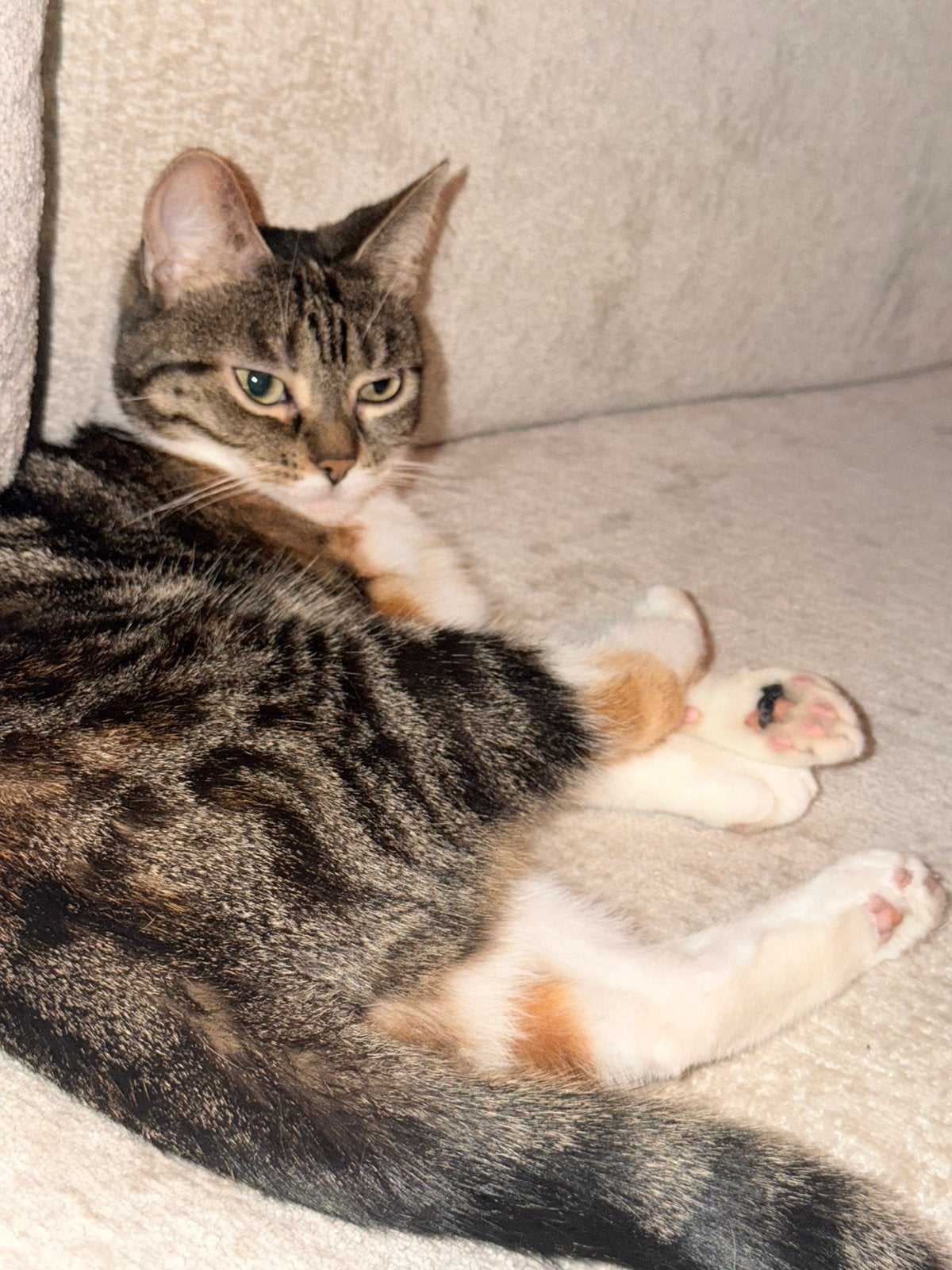 Liefdevol huisje gezocht (poes), Dieren en Toebehoren, Poes