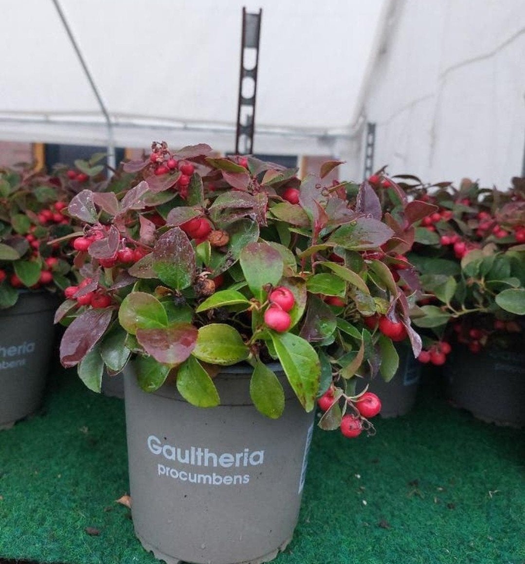 Gaultheria (bergthee), Tuin en Terras, Planten | Tuinplanten, Ophalen, Volle zon, Vaste plant, Winter