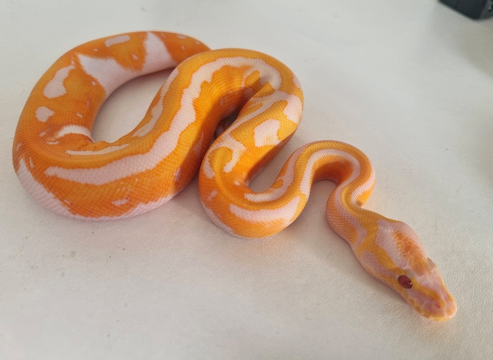 1.0 black head dreamsicle koningspython python regius Ball Python photo 2