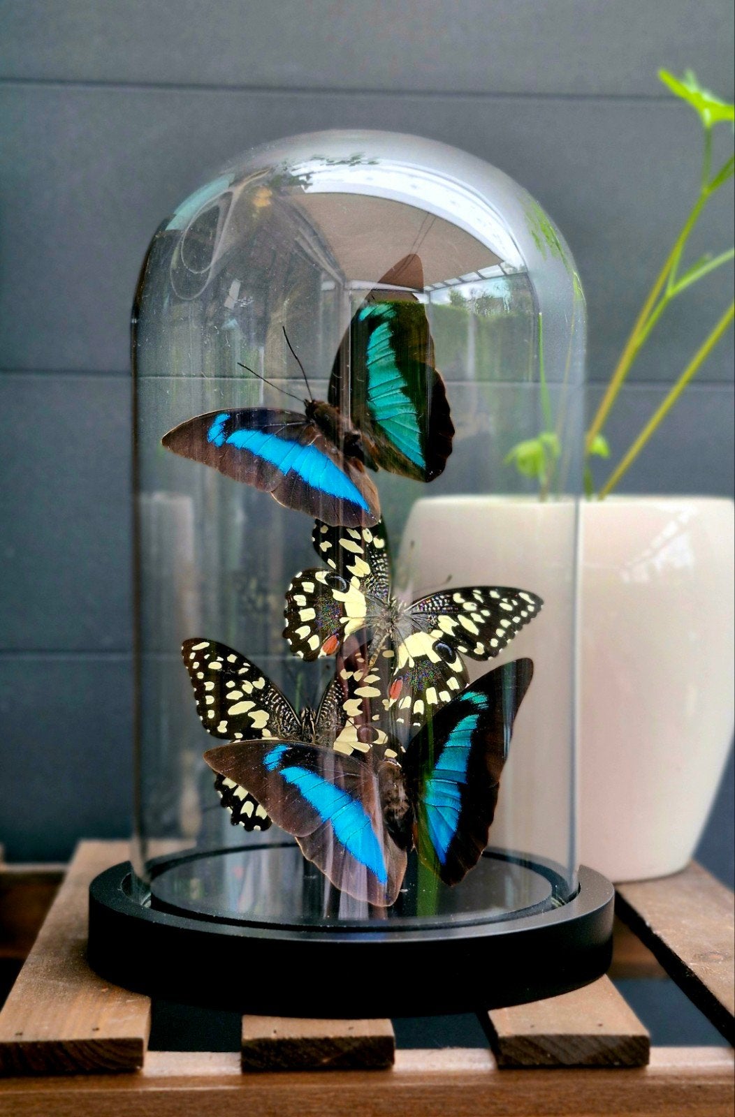 Opgezette vlinders,  taxidermie,  stolp, Ophalen of Verzenden, Nieuw, Insect, Opgezet dier