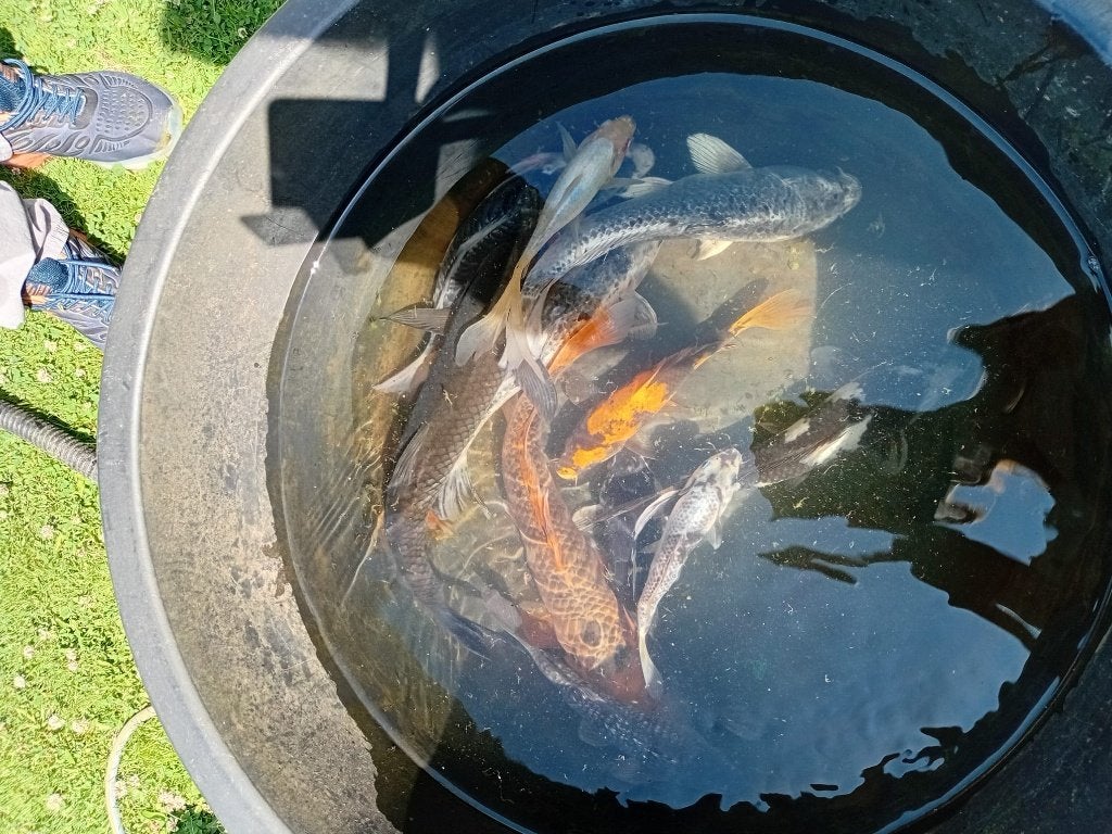 Koi karpers te koop, Dieren en Toebehoren, Vissen | Vijvervissen, Karper of Koi