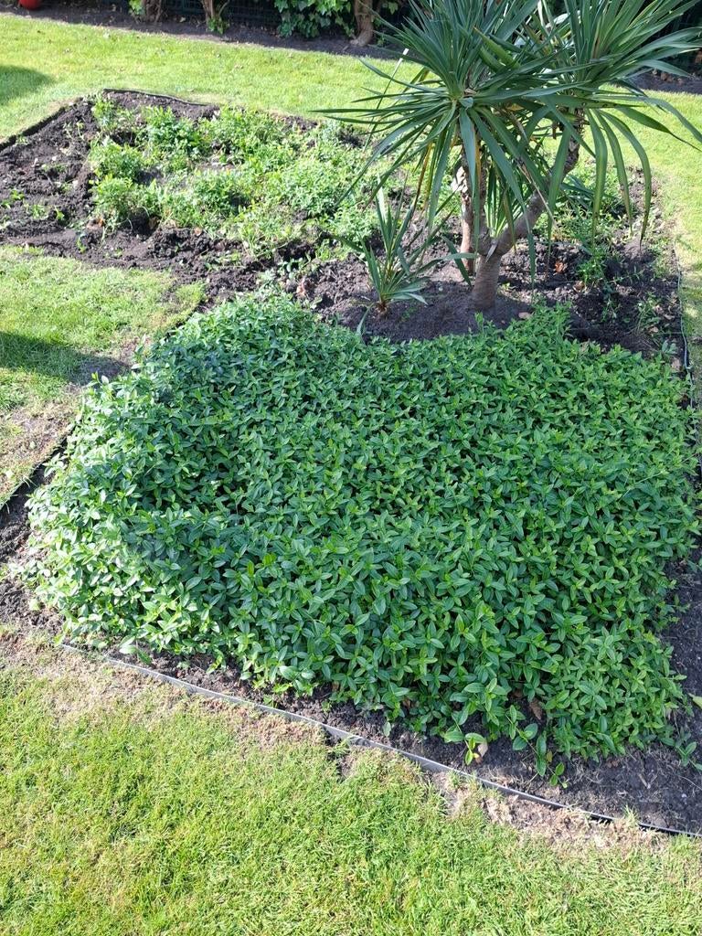 Maagdenpalm (Vinca minor) - zelf uithalen, Ophalen, Bodembedekkers, Vaste plant, Halfschaduw