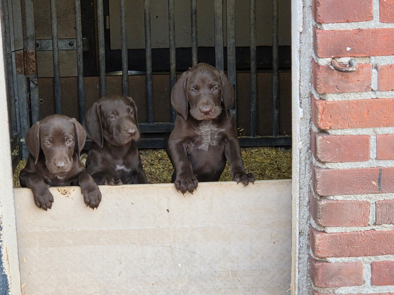 Duitse staande korthaar pups, Parvo, 8 tot 15 weken, Meerdere, Meerdere dieren