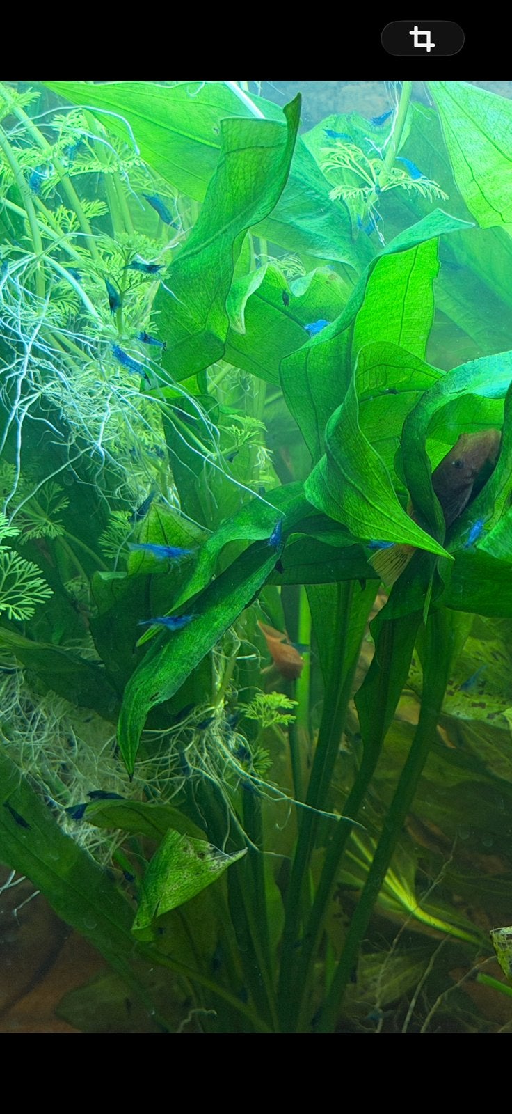 Blue Dream Neocaridina garnalen € 1, p/st, Kreeft, Krab of Garnaal