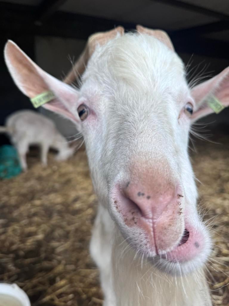 Tamme bokjes van zorgboerderij, Dieren en Toebehoren, Mannelijk, Geit