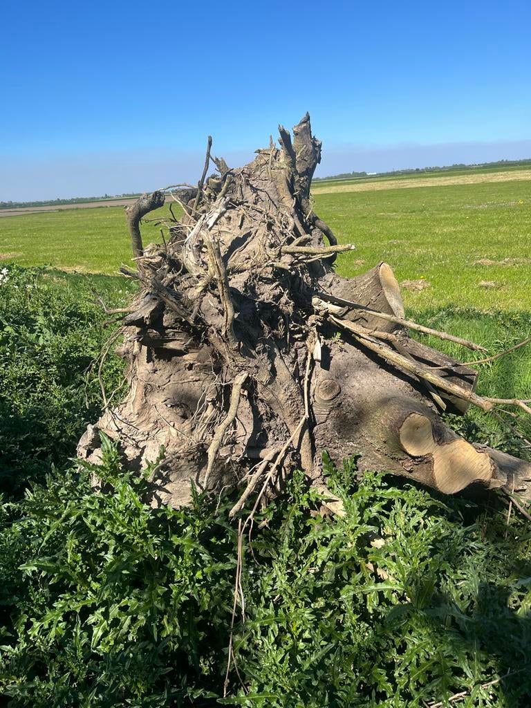 Decoratieve boomstammen voor tuin of interieur, Ophalen of Verzenden