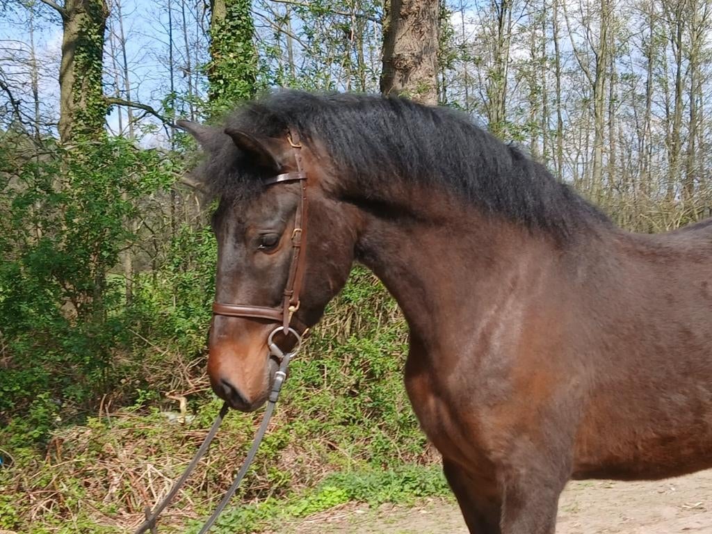 Leuke 7 jarige Cruzado ruin, Dieren en Toebehoren, Pony's, B, Ruin, 7 tot 10 jaar, Gechipt