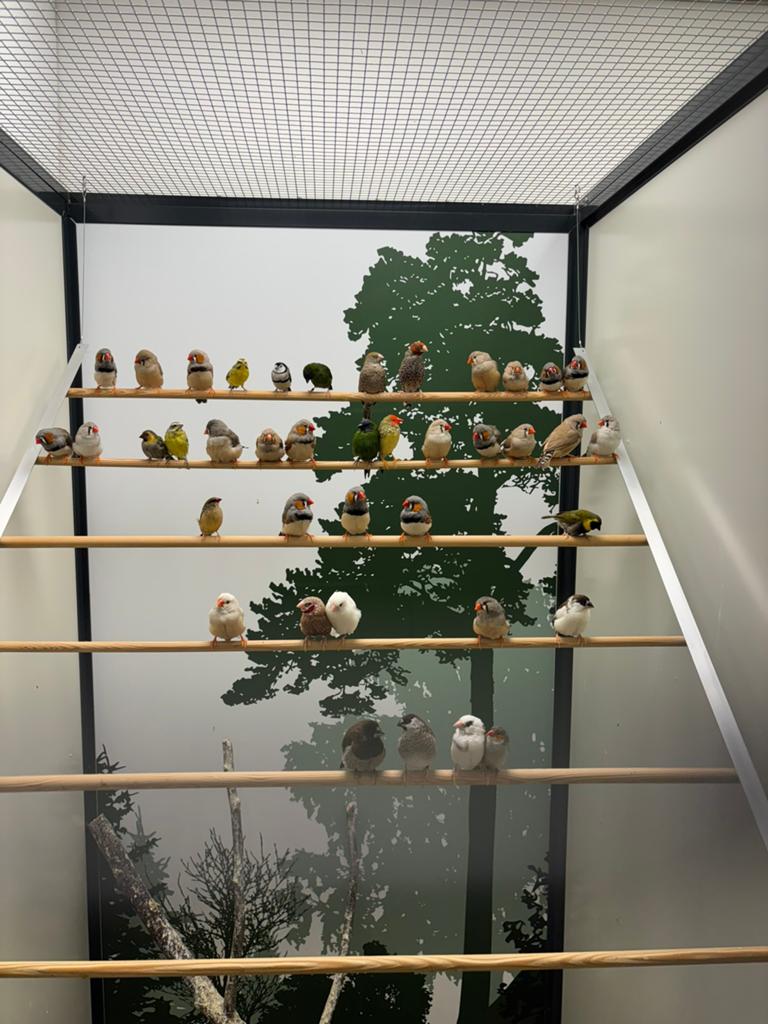 Gezocht/inkoop van verschillende tropische vogels, Meerdere dieren