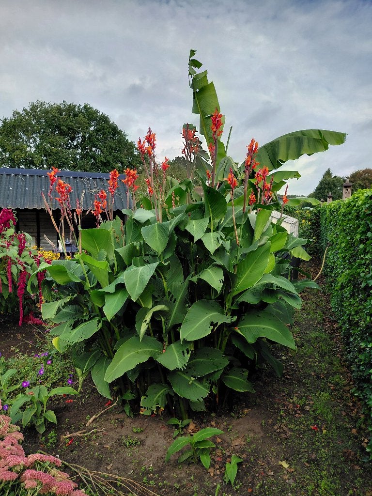 Canna, Volle zon, Vaste plant, Zomer, Ophalen