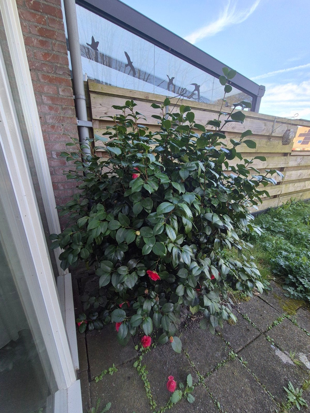 Camellia Japonica - Japanse Roos, Ophalen, Overige soorten, Struik, 100 tot 250 cm