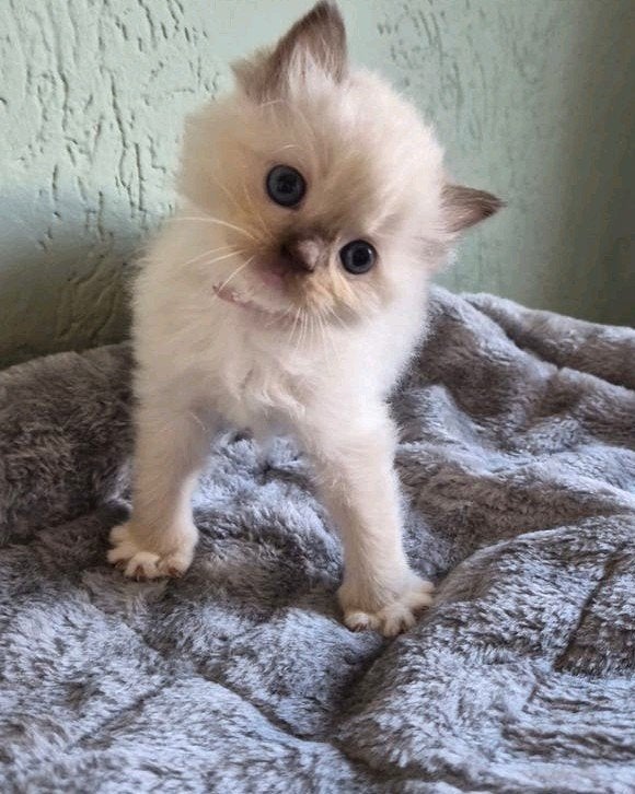 Ragdoll kittens, 3 beschikbaar, Meerdere dieren, Ontwormd