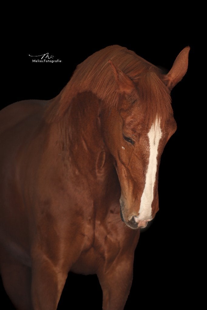Verzorgpaard aangeboden, Dieren en Toebehoren, Paarden en Pony's | Verzorgingsproducten, Ophalen of Verzenden