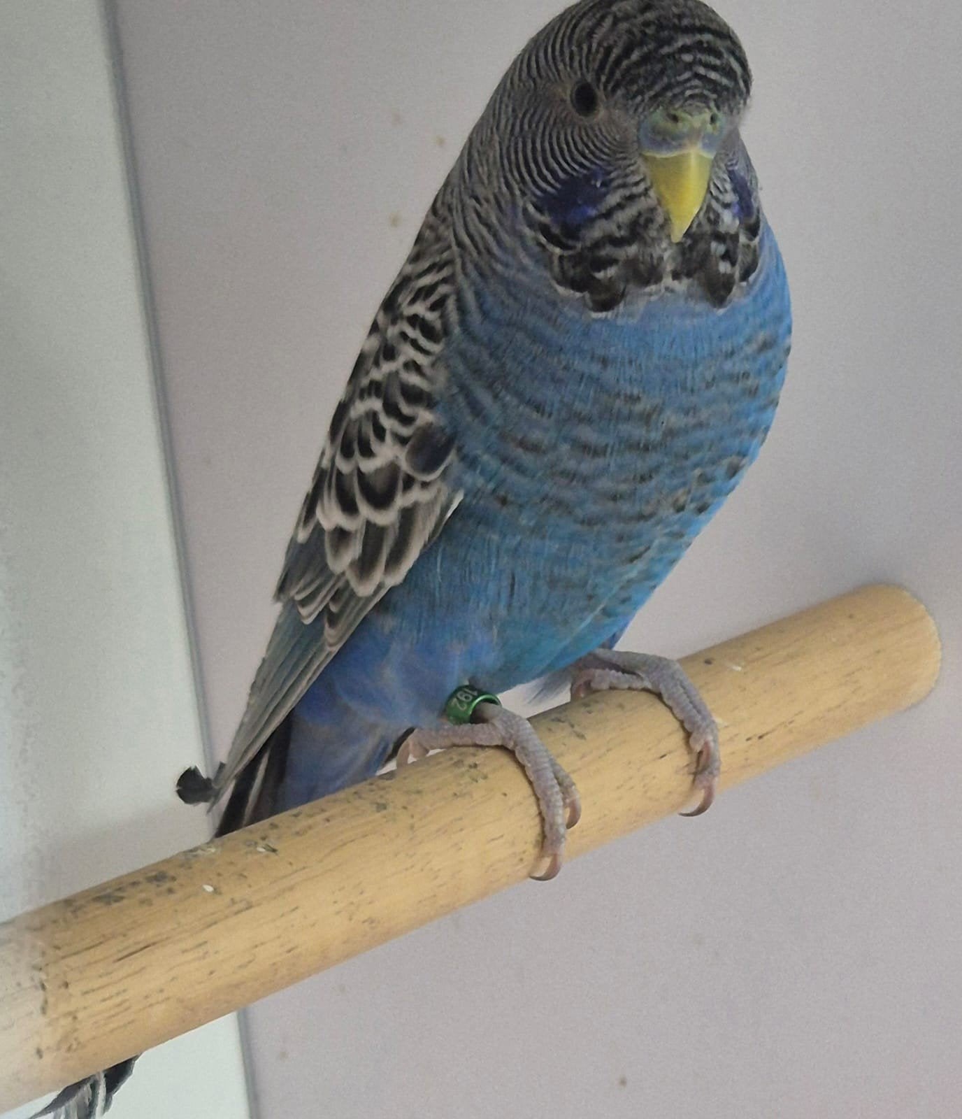Blackface split blackwing man, Dieren en Toebehoren, Mannelijk, Parkiet, Geringd