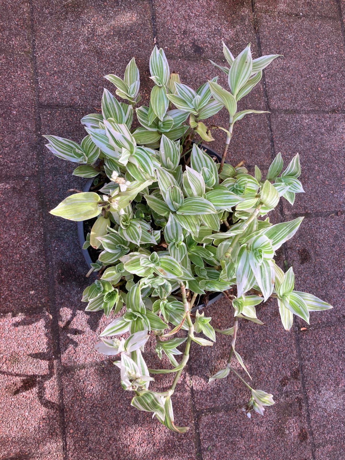 Kamerplant, Huis en Inrichting, Kamerplanten, Ophalen, Halfschaduw, Minder dan 100 cm
