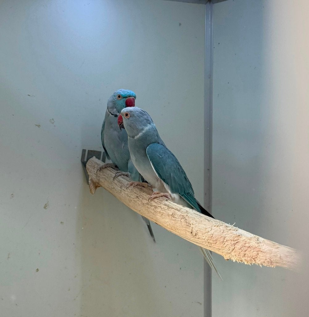 kweekkoppel halsbandparkieten opaline wkws, Dieren en Toebehoren, Meerdere dieren, Parkiet
