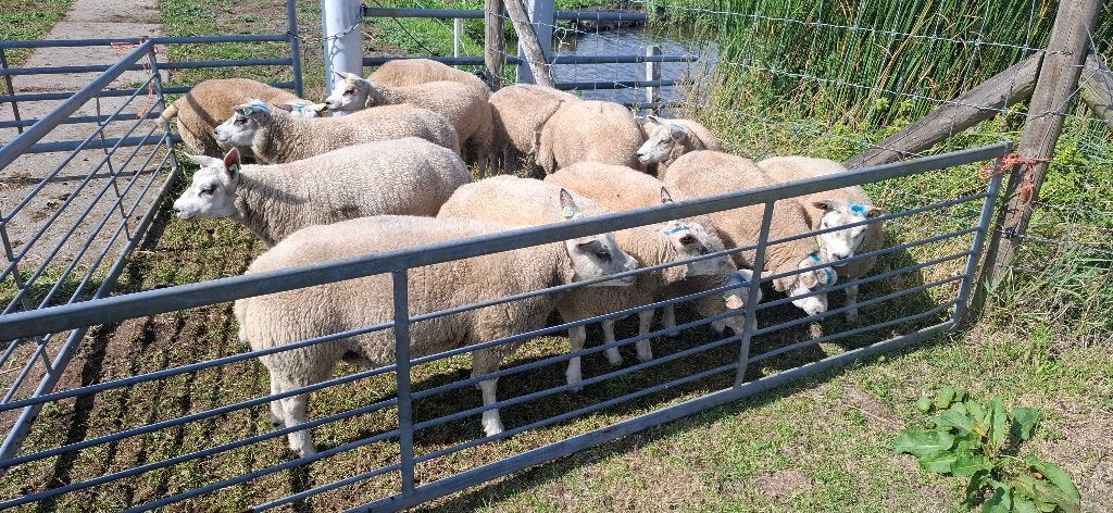 13 texelaar ooilammen, Vrouwelijk, Schaap, 0 tot 2 jaar