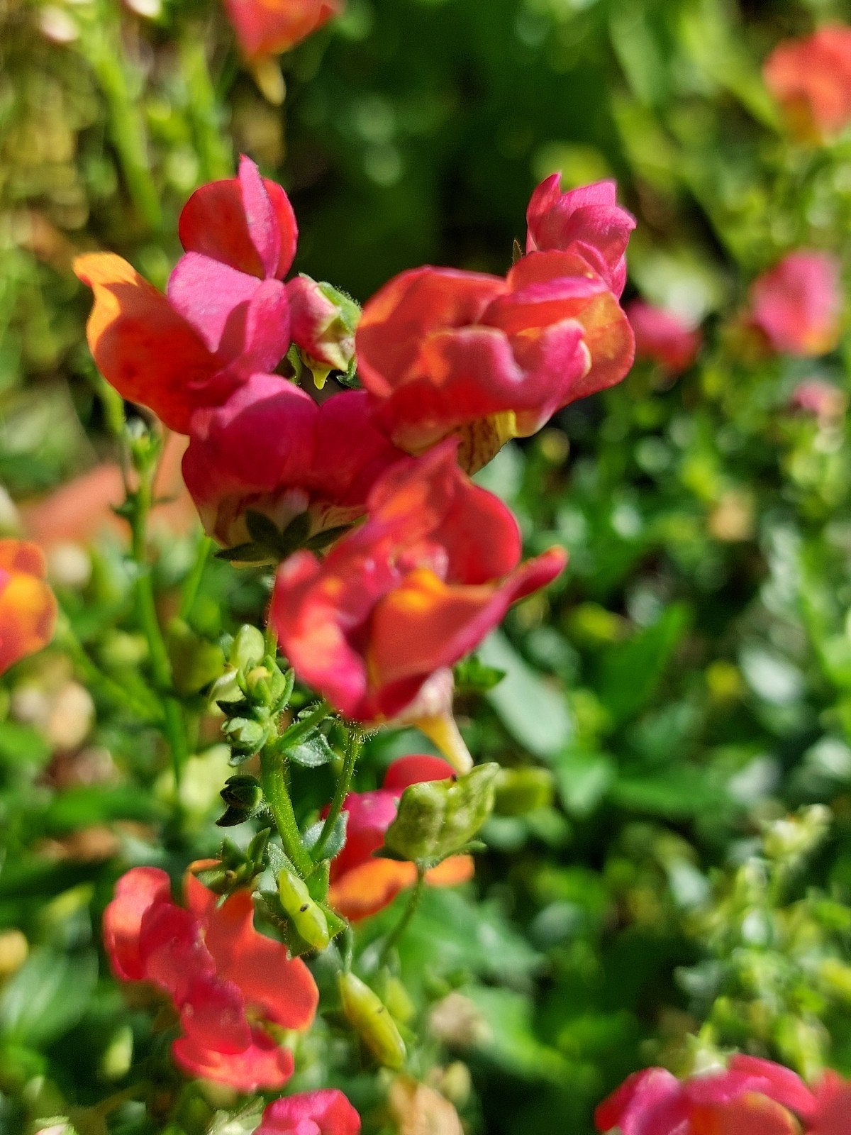 zaden Nemesia, Verzenden, Voorjaar, Halfschaduw, Zaad