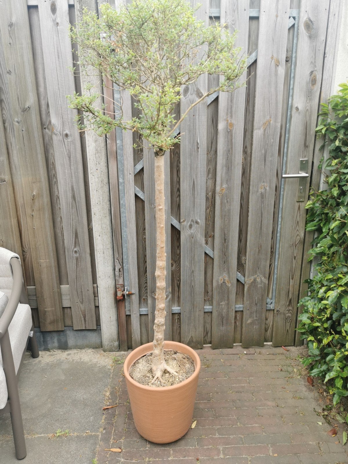 Japanse hulst heeft aandacht nodig, Tuin en Terras, Ophalen, Overige soorten, Halfschaduw