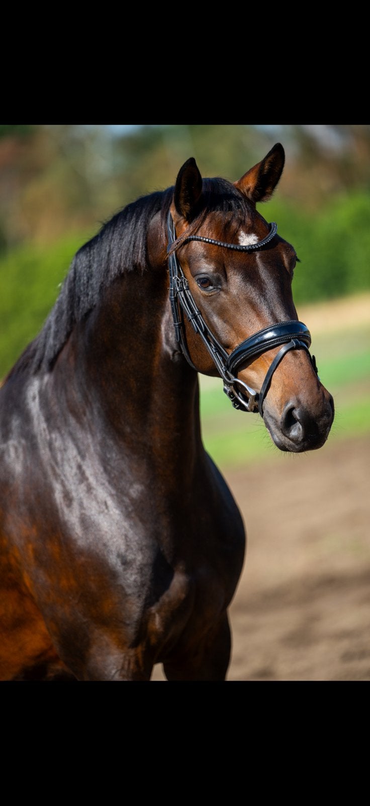 Gereserveerd. Leuke 5 jarige springmerrie Verdi X Warrant, Dieren en Toebehoren, Merrie, Springpaard, 3 tot 6 jaar