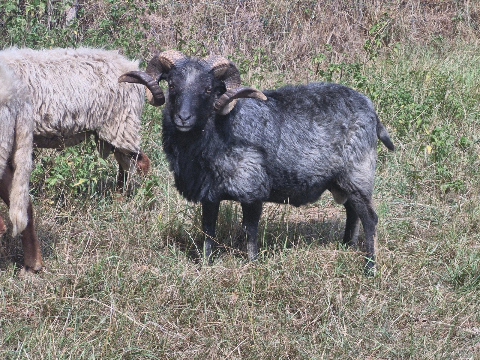 Skudde ram, dekram, Dieren en Toebehoren, Mannelijk, Schaap