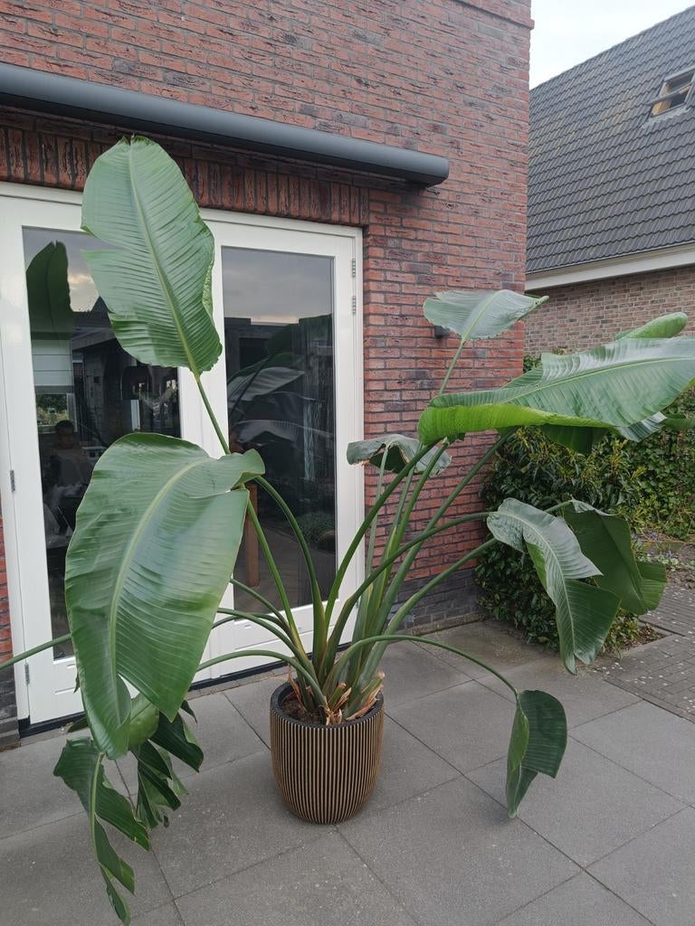 Grote Strelitzia nicolai, Huis en Inrichting, Kamerplanten, Ophalen, 200 cm of meer, Overige soorten, In pot