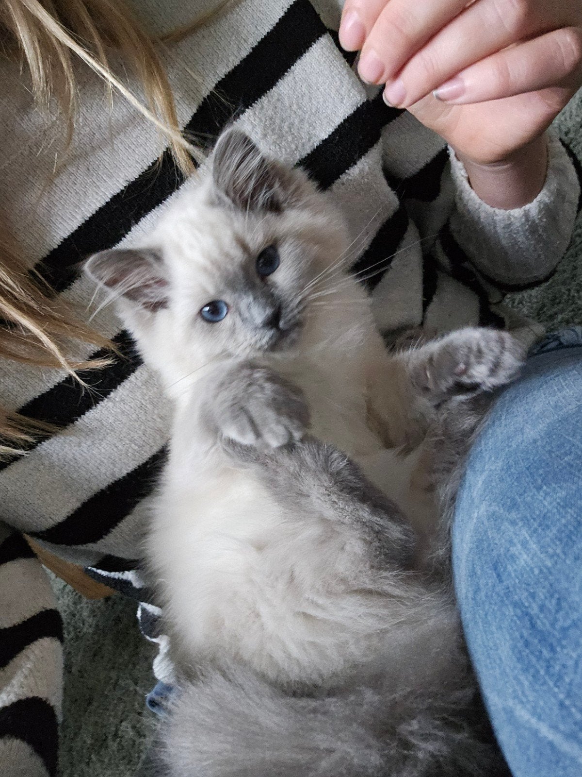 Razuivere Ragdoll blue point poes💚, Meerdere dieren, Gechipt, 0 tot 2 jaar