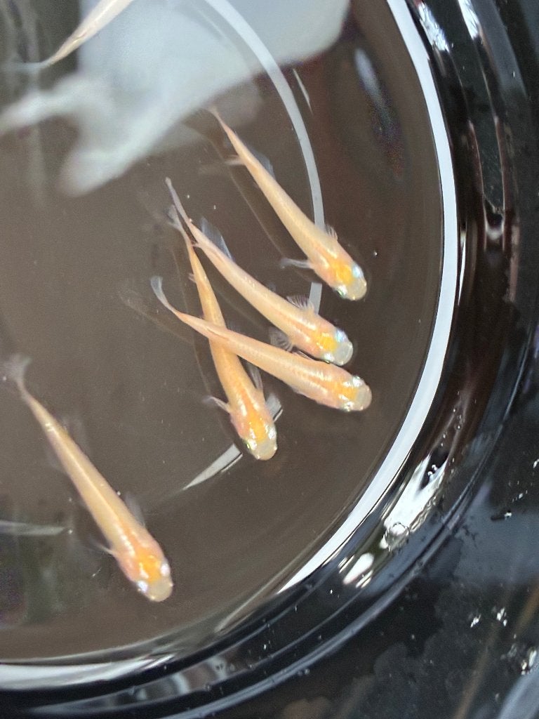 Medaka Marbled Orange 2 -3 cm, Karper of Koi