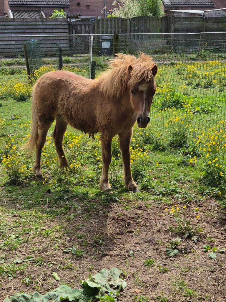 Mooie shetlander hengst veulen, Hengst, Niet van toepassing, A pony (tot 1.17m), 0 tot 2 jaar