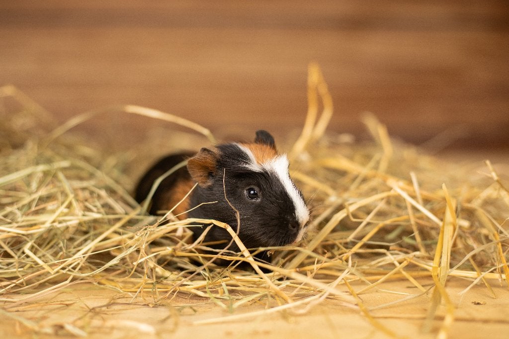 Cavia beren | Verschillende kleurslagen | Cavia's, Dieren en Toebehoren, Knaagdieren, Mei, Mannelijk, Cavia