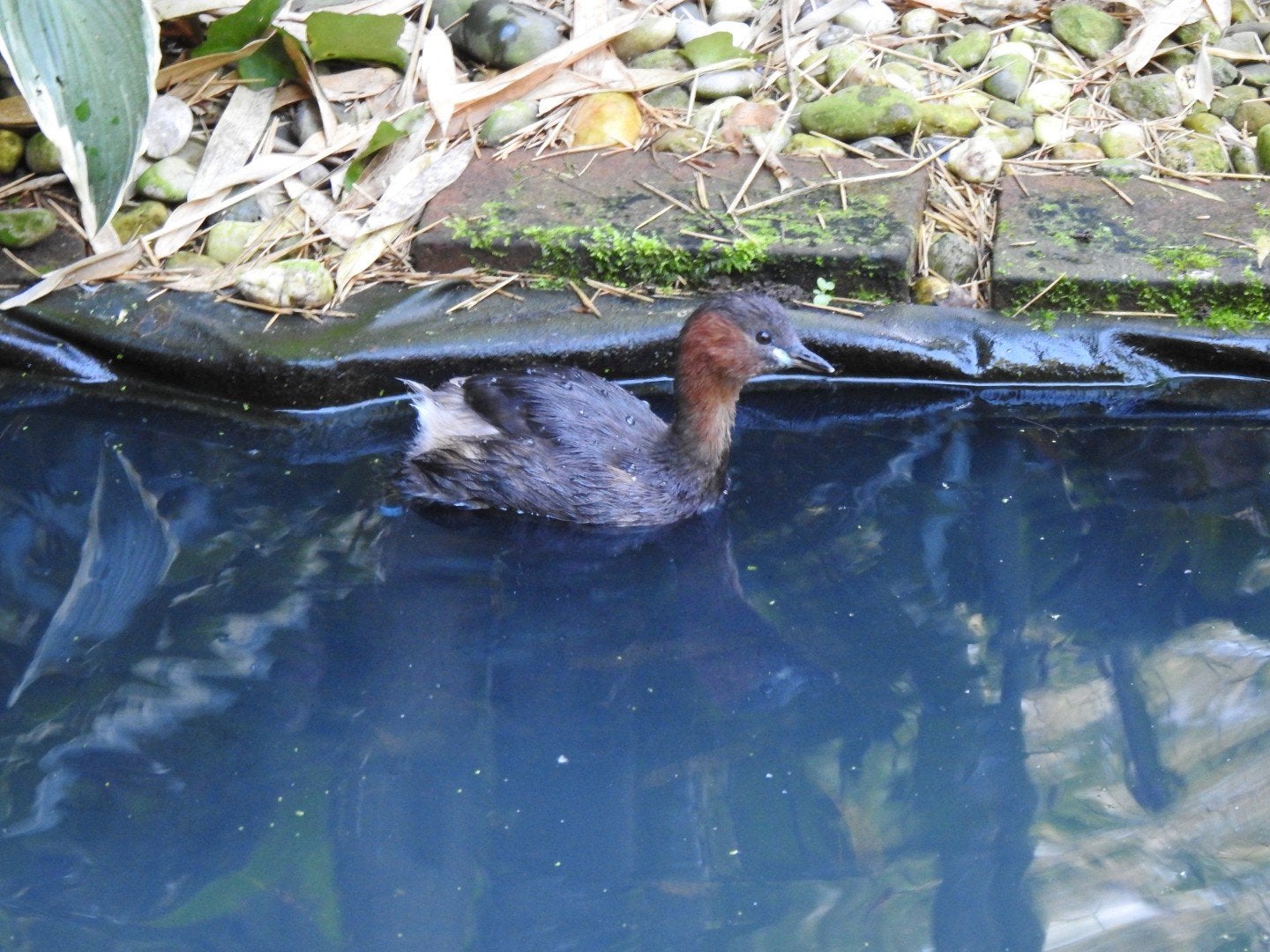 dodaars, Dieren en Toebehoren, Vrouwelijk, Wildzangvogel, Geringd