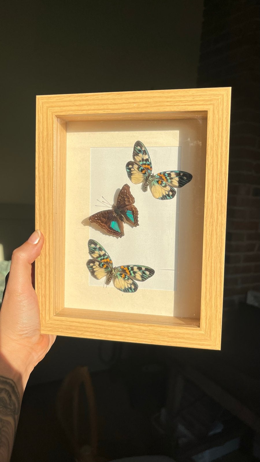 Ingelijste vlinders, Verzenden, Nieuw, Insect, Opgezet dier