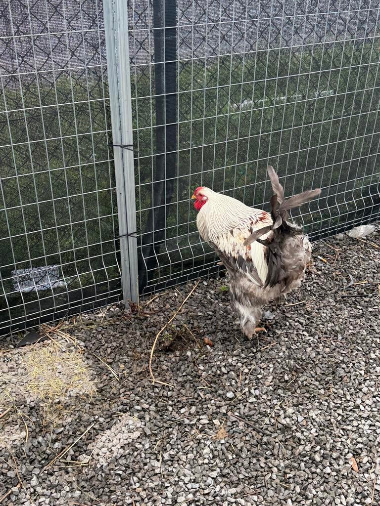 Raszuivere Brahma Haan - 1,5 jaar oud, Dieren en Toebehoren, Pluimvee
