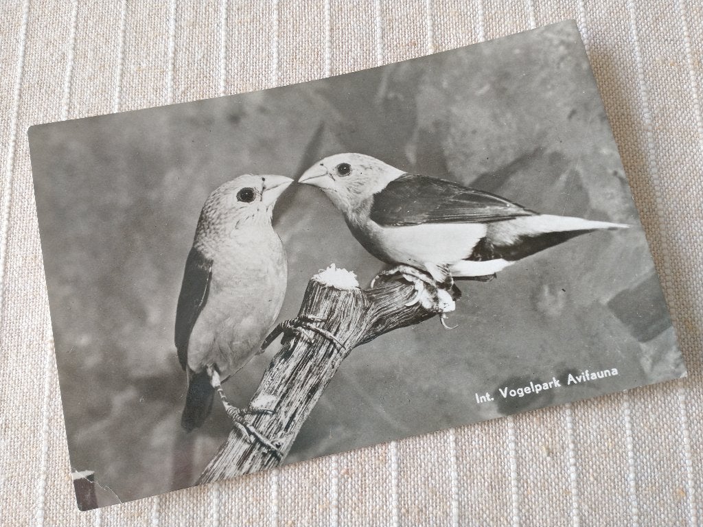 Int. Vogelpark Avifauna - Gele-Schilvink, Ophalen of Verzenden, 1940 tot 1960, Gelopen, Zuid-Holland