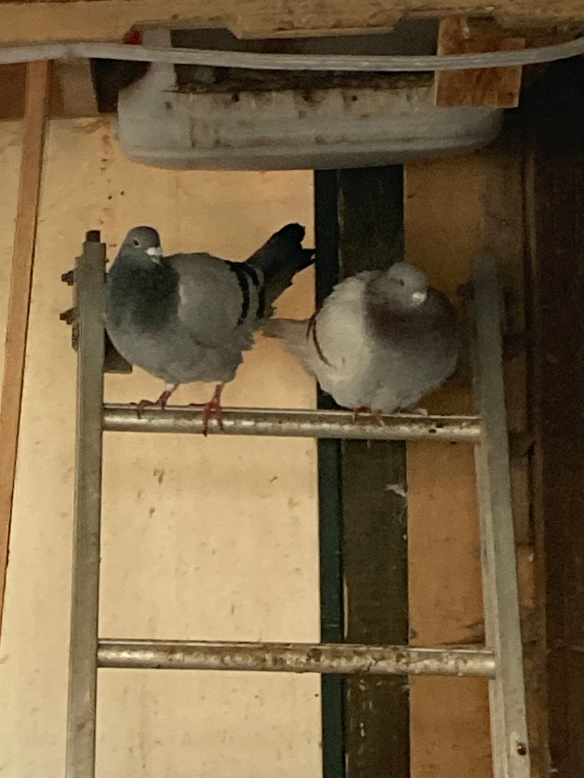 Postduiven, Meerdere dieren, Postduif