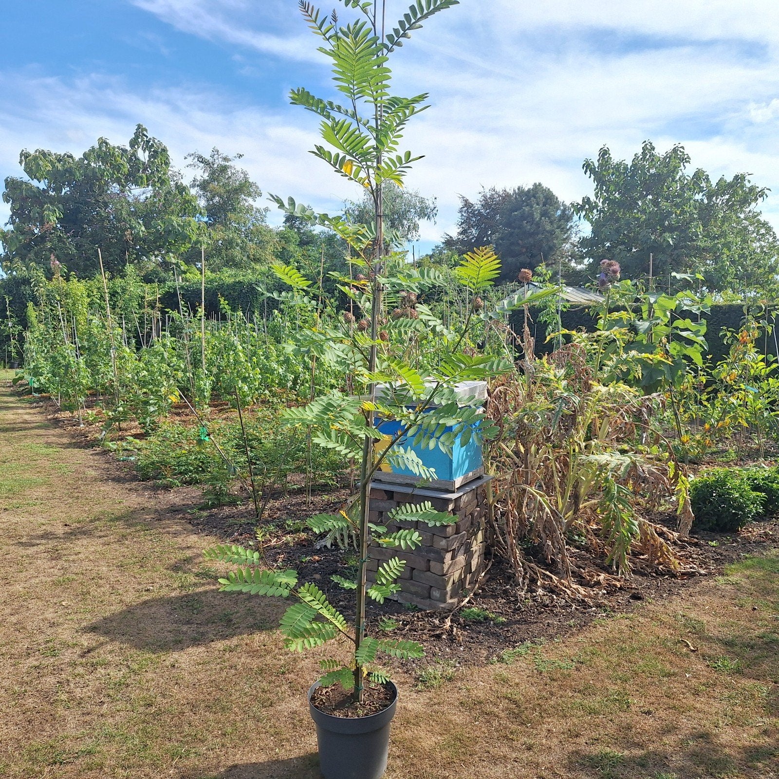 Chinese Vleugelnoot (Pterocarya stenoptera), Volle zon, Vaste plant, Lente, Ophalen