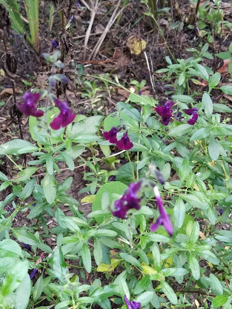 Te koop: salvia ‘Nachtvlinder’ stekken, Ophalen, Vaste plant, Overige soorten, Volle zon