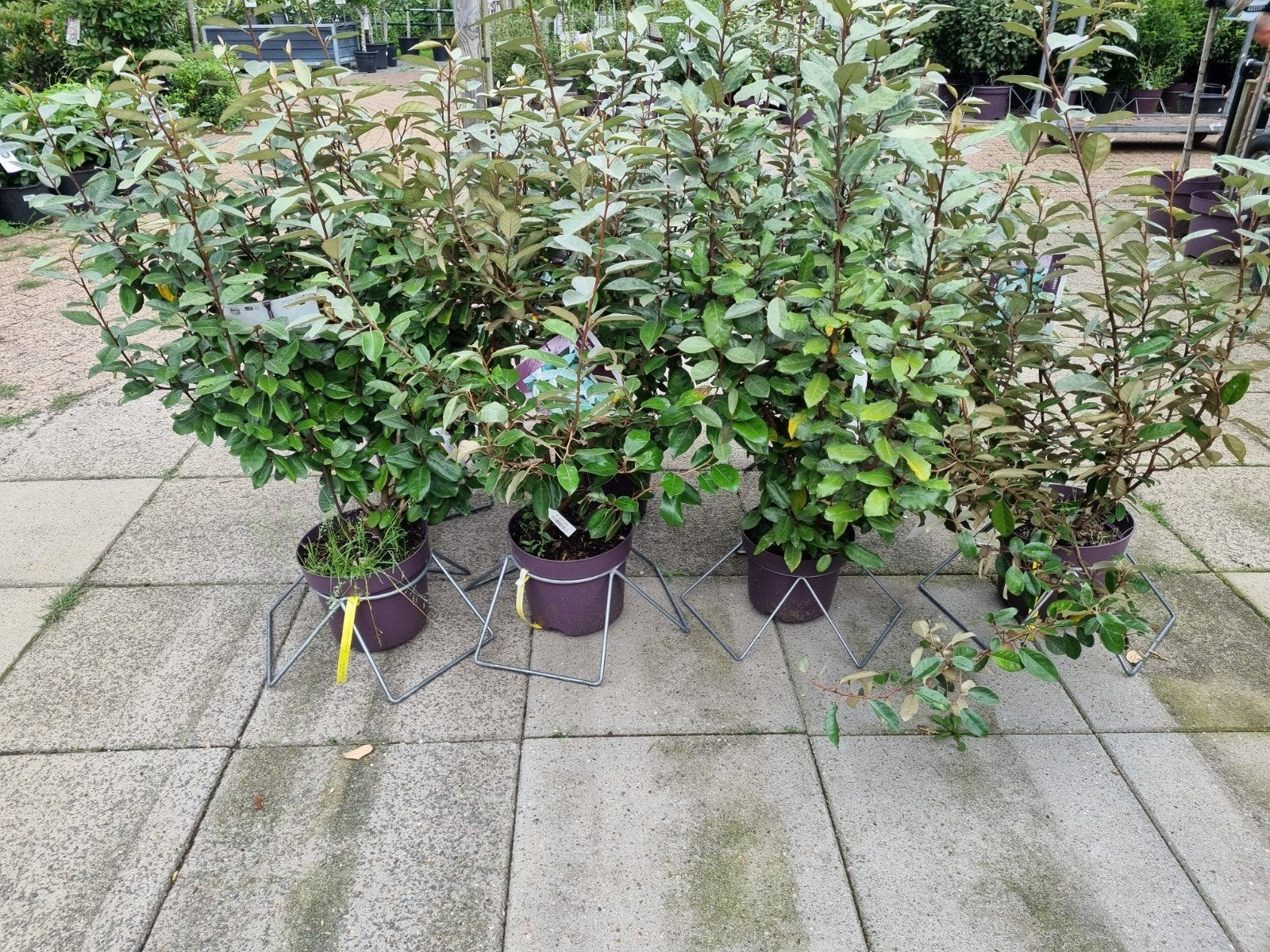 olijfwilg groenblijvend, Ophalen, Overige soorten