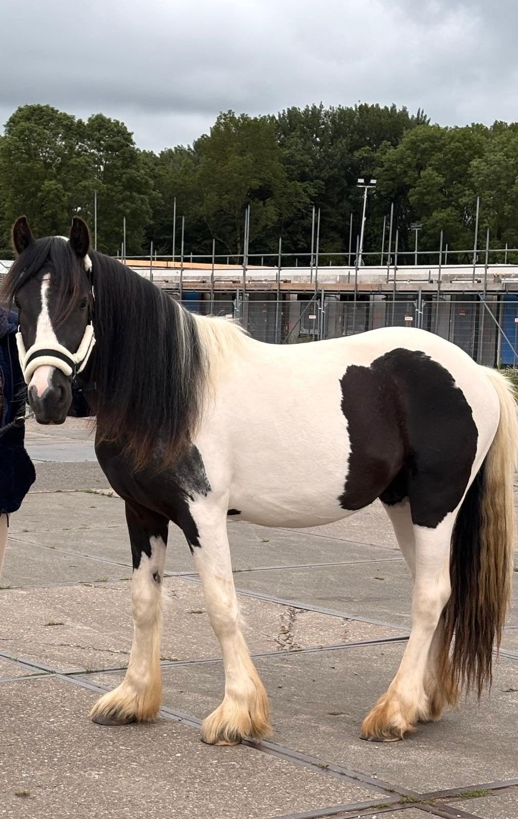lieve 2 jarige ruin, Dieren en Toebehoren, Pony's, Ruin, D pony (1.37m tot 1.48m), 0 tot 2 jaar