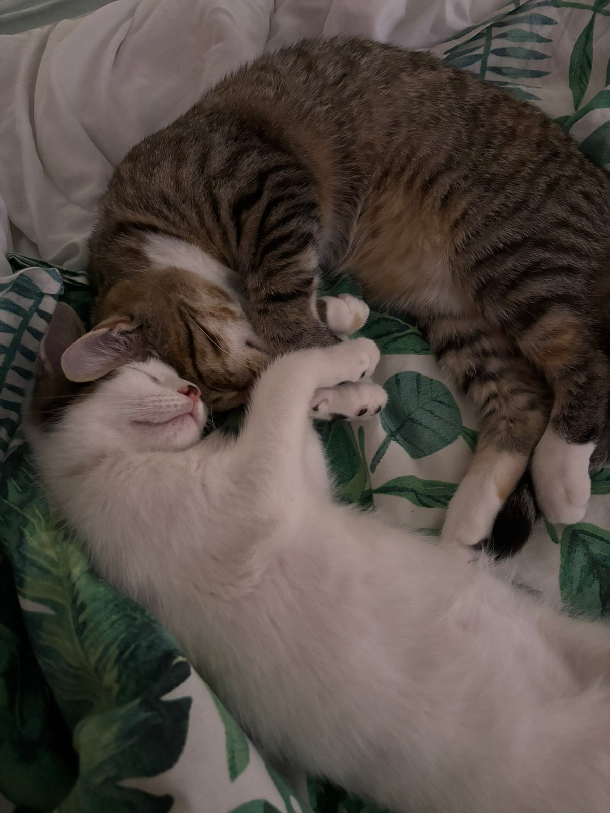 2 lieve kittens zoeken nieuw gouden mandje, Meerdere dieren, Kortharig, 0 tot 2 jaar